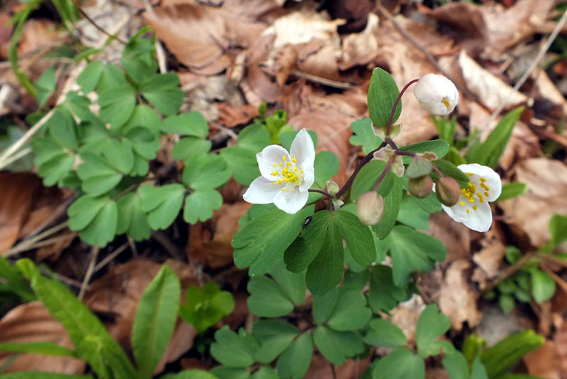 Isopyrum thalictroides.jpg