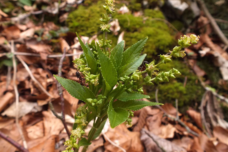Mercurialis perrenis.jpg