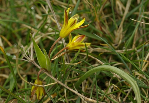Gagea reverchonii