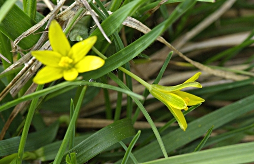 Gagea pratensis