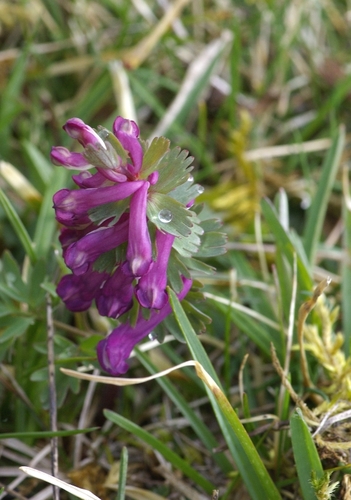 Corydalis solida