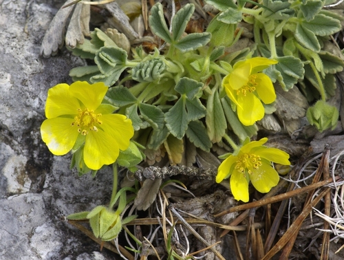 Potentilla cinerea