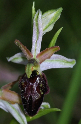 Ophrys exaltata arachnitiformis (si on coupe les cheveux en 4)