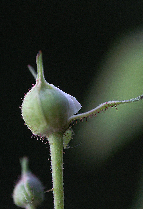 Rubus-sp-7708.jpg