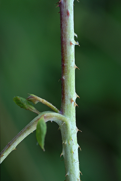 Rubus-sp7713.jpg