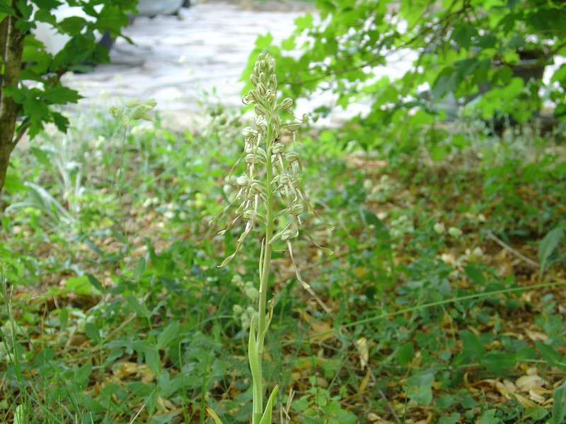 DSC02005.JPG