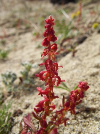 Rumex bucephalophorus.JPG