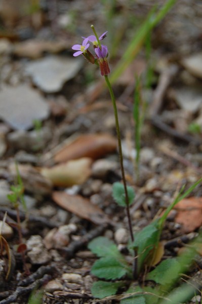 Arabis verna6 [1600x1200].JPG