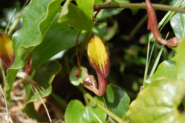 Aristolochia sempervirens5 [1600x1200].JPG