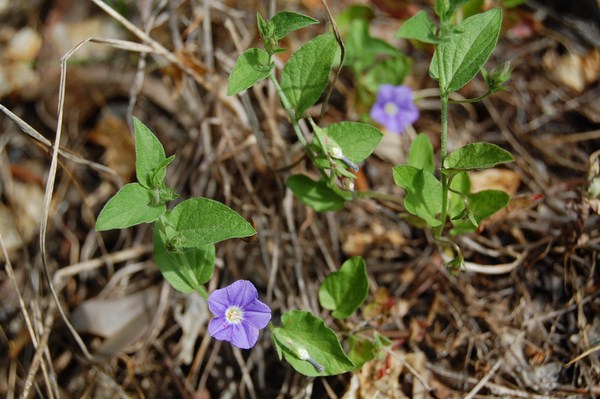 Convolvulus siculus2 [1600x1200].JPG