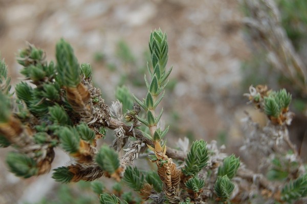 Crucianella maritima4 [1600x1200].JPG