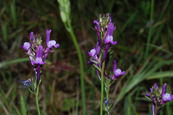 Linaria pelisseriana [1600x1200].JPG