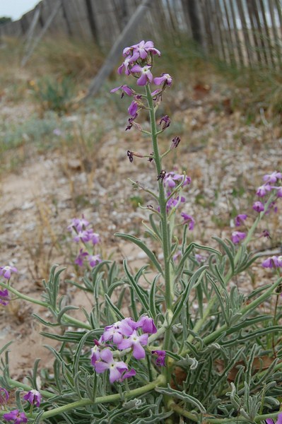Matthiola sinuata4 [1600x1200].JPG