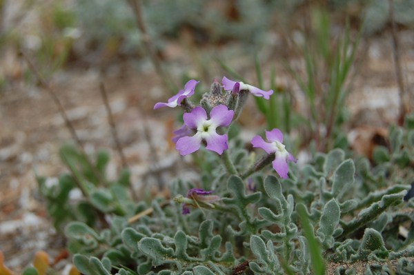 Matthiola tricuspidata3 [1600x1200].JPG