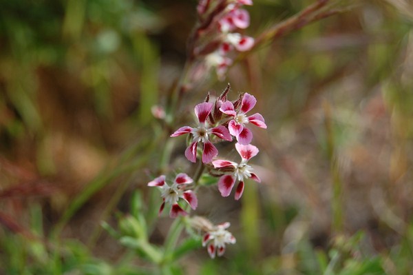 Silene gallica (7) [1600x1200].JPG