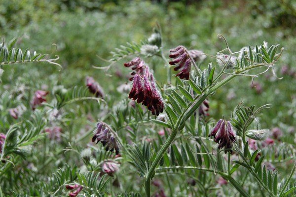 Vicia benghalensis3 [1600x1200].JPG