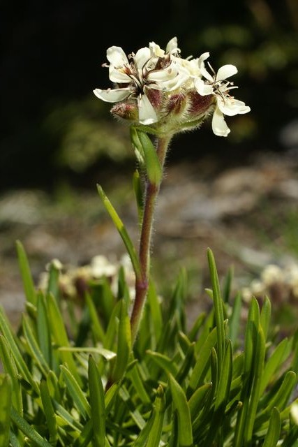 Saponaria lutea