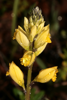 Polygalacées - Polygala sp 1 (Polygale) -RED.jpg