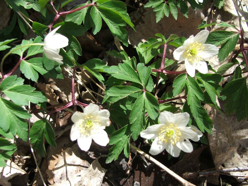 1anemone nemorosa bis.jpg
