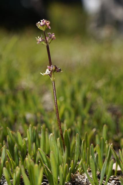 Valeriana celtica