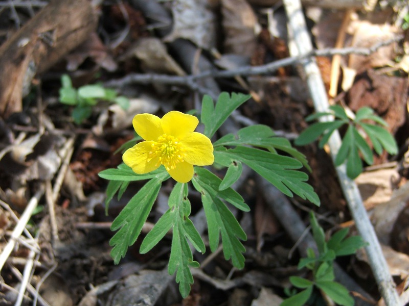 2anemone ranunculoides.jpg