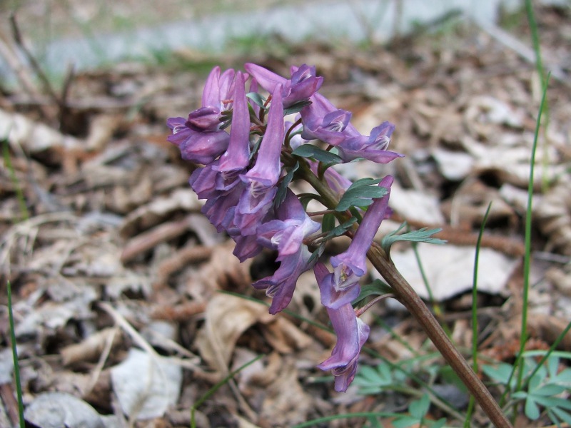 3corydalis solida.jpg