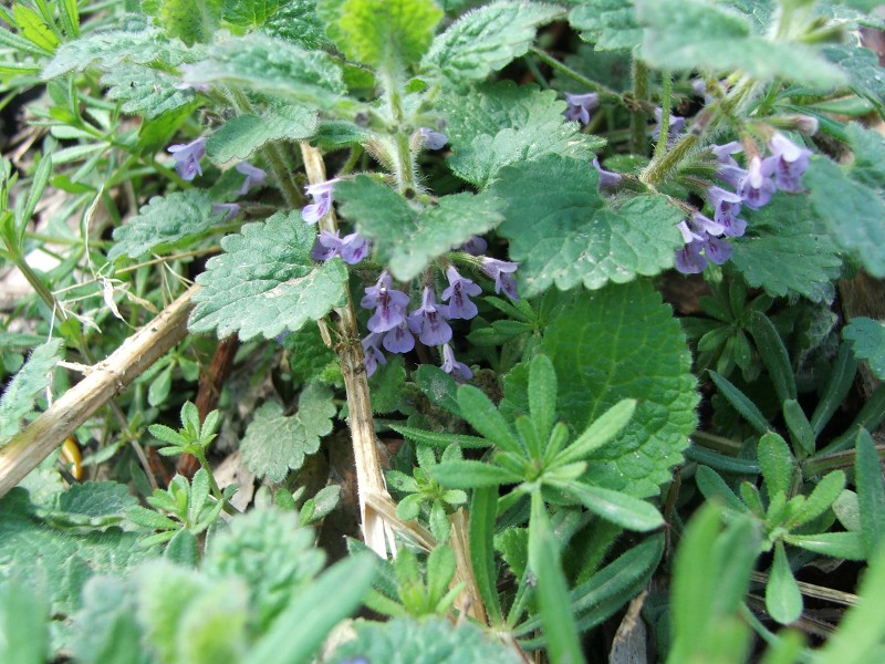 6glechoma hederacea.jpg