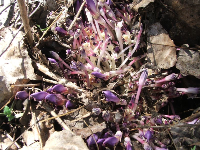 7latraea clandestina.jpg