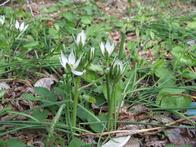 8ornithogalum umbellatum.jpg
