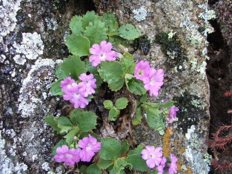 9primula hirsuta.jpg