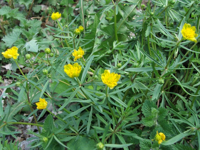 10ranunculus auricomus.jpg
