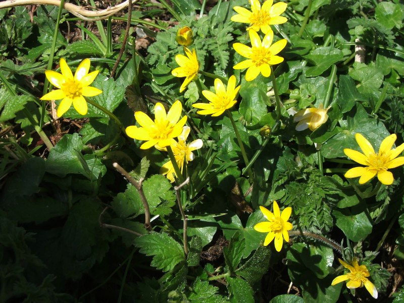 11ranunculus ficaria.jpg