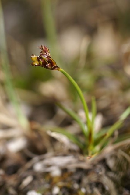 Carex ornithopoda ssp ornithopodioides