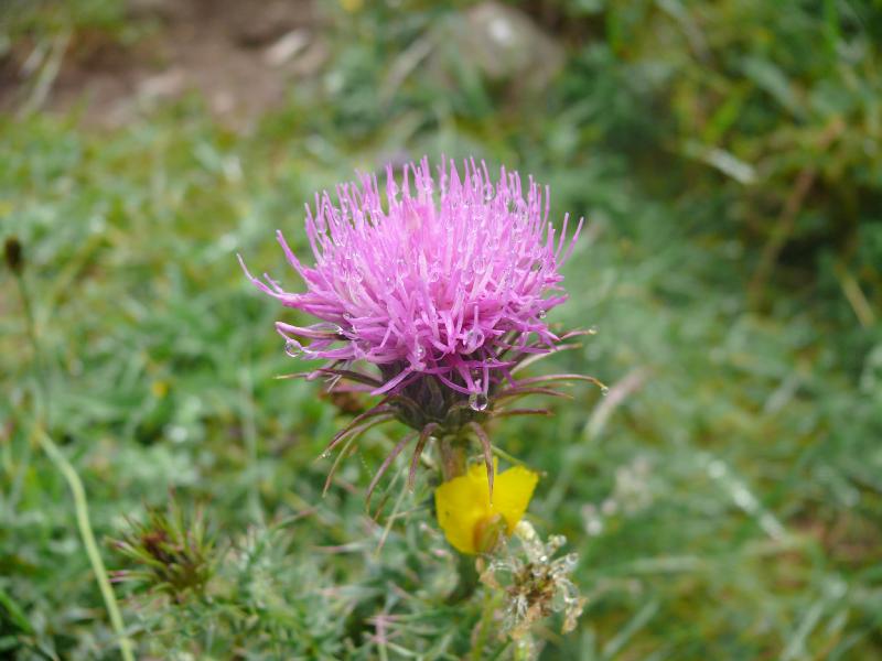 cirsium 1.jpg