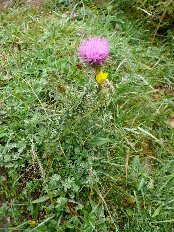 cirsium 2.jpg