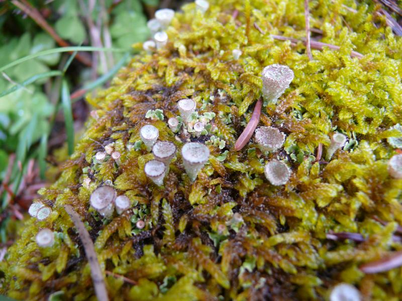 lichen.jpg