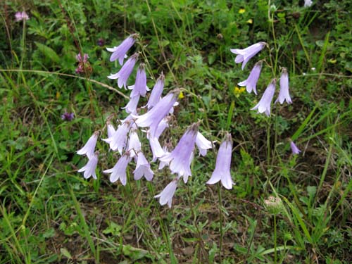 Campanulacées - Campanula sp 01 - Roumanie RED 1.jpg