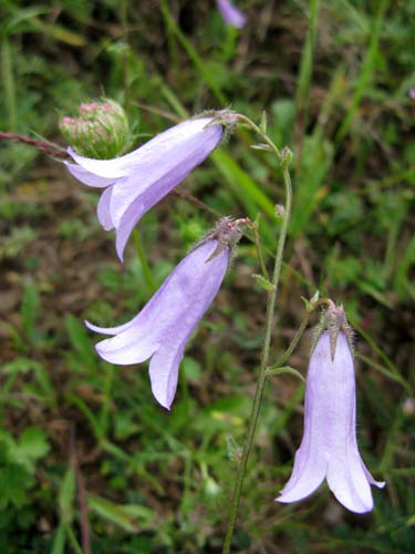 Campanulacées - Campanula sp 01 - Roumanie RED 3.jpg