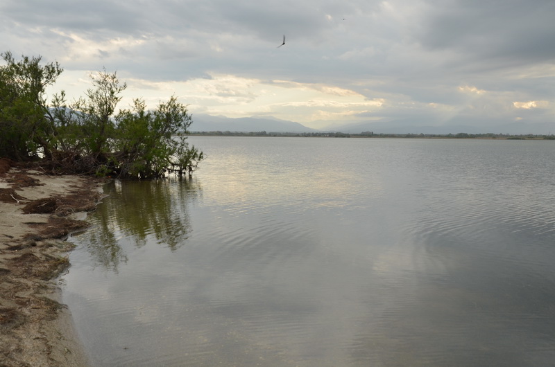 étang de Canet, rive centre-Est.JPG