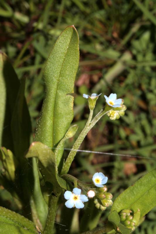 Primulacées - Myosotis RED 2.jpg