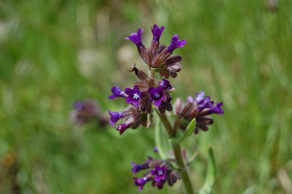Anchusa officinalis (1) [1600x1200].JPG