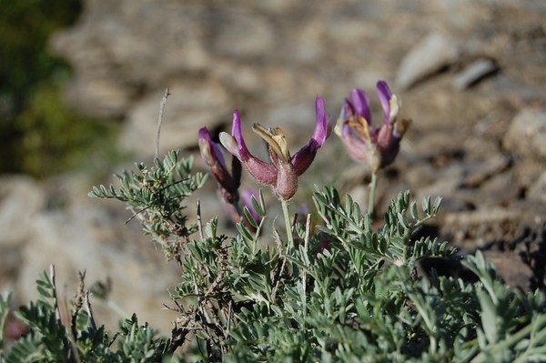 Astragalus vesicarius (2) [1600x1200].JPG