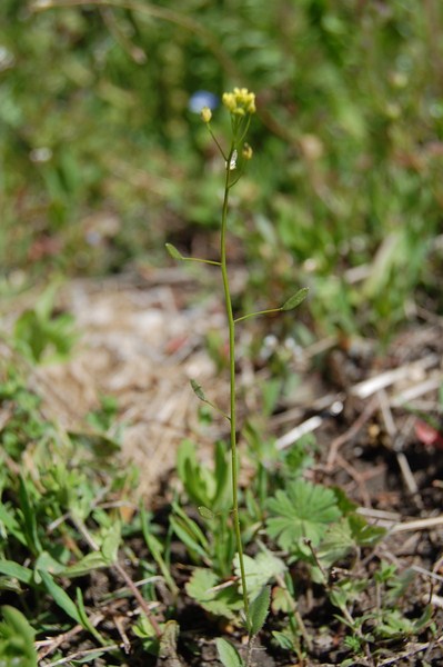 Draba nemorosa2 [1600x1200].JPG