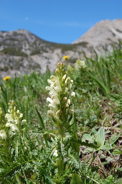 Pedicularis comosa (5) [1600x1200].JPG