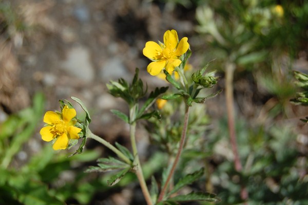 Potentilla inclinata (6) [1600x1200].JPG