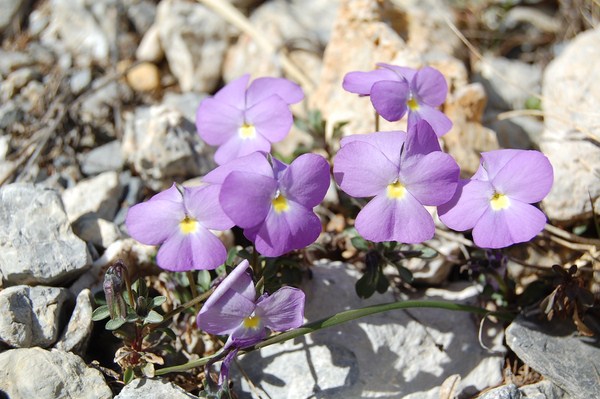 Viola cenisia (3) [1600x1200].JPG