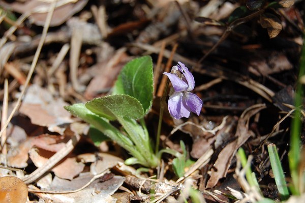 Viola collina (12) [1600x1200].JPG
