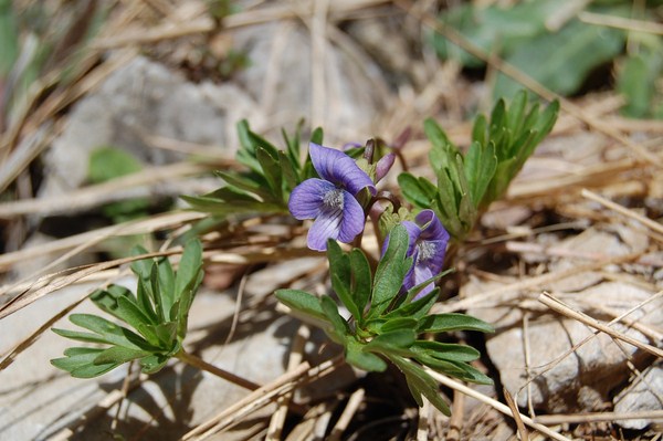 Viola pinnata (2) [1600x1200].JPG