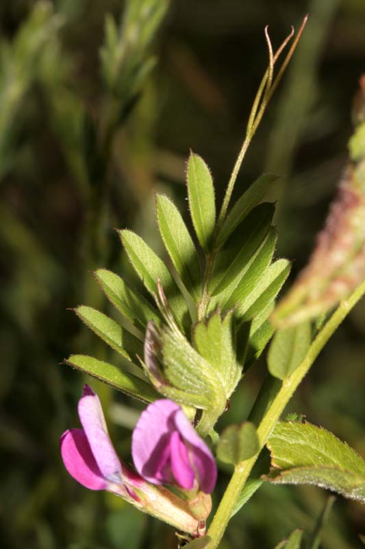 Fabacées - Vicia sp RED 1.jpg