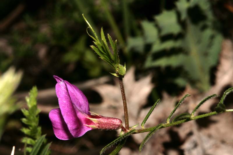 Fabacées - Vicia sp RED 3.jpg